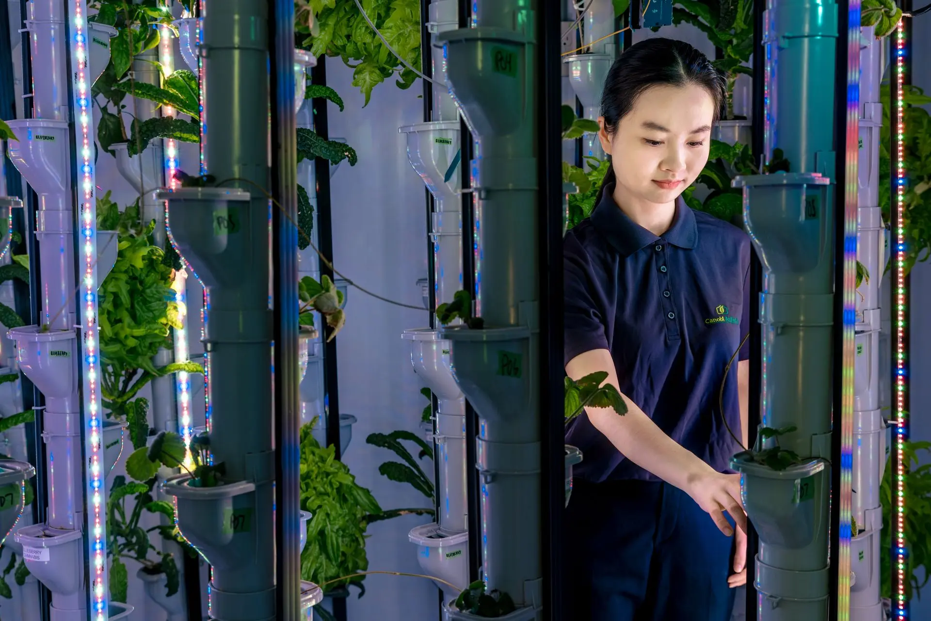 Canobi.ONE turnkey vertical farming system for new farms.